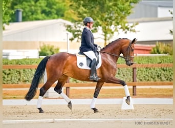 Hanovrien, Jument, 4 Ans, 170 cm, Bai brun