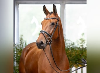 Hanovrien, Jument, 4 Ans, 170 cm, Bai brun
