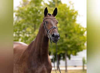 Hanovrien, Jument, 4 Ans, 170 cm, Bai brun