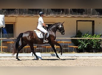 Hanovrien, Jument, 4 Ans, 170 cm, Bai brun foncé