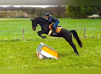 Hanovrien, Jument, 4 Ans, 170 cm, Bai brun foncé