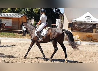 Hanovrien, Jument, 4 Ans, 170 cm, Bai brun foncé