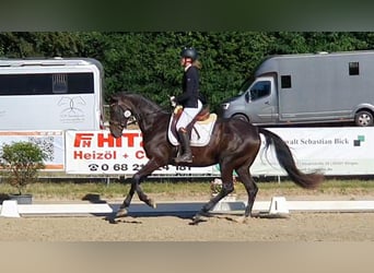Hanovrien, Jument, 4 Ans, 170 cm, Bai brun foncé