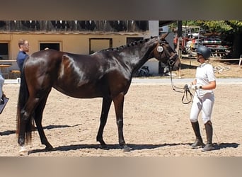 Hanovrien, Jument, 4 Ans, 170 cm, Bai brun foncé