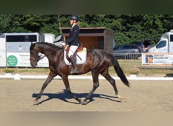 Hanovrien, Jument, 4 Ans, 170 cm, Bai brun foncé