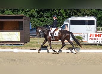 Hanovrien, Jument, 4 Ans, 170 cm, Bai brun foncé