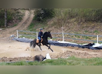 Hanovrien, Jument, 4 Ans, 170 cm, Bai brun foncé