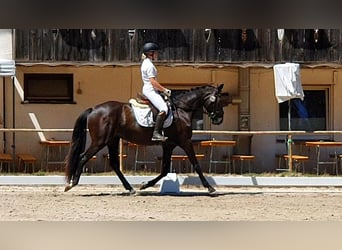 Hanovrien, Jument, 4 Ans, 170 cm, Bai brun foncé