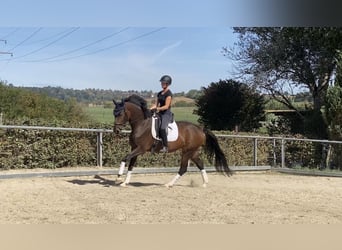 Hanovrien, Jument, 4 Ans, 170 cm, Bai