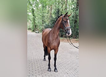 Hanovrien, Jument, 4 Ans, 170 cm, Bai