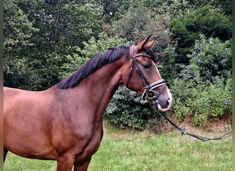 Hanovrien, Jument, 4 Ans, 170 cm, Bai