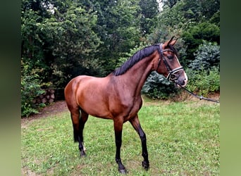 Hanovrien, Jument, 4 Ans, 170 cm, Bai