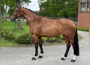 Hanovrien, Jument, 4 Ans, 170 cm, Bai