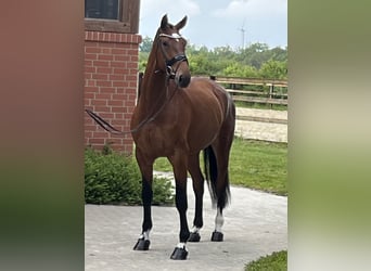 Hanovrien, Jument, 4 Ans, 170 cm, Bai