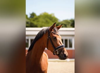 Hanovrien, Jument, 4 Ans, 170 cm, Bai