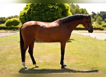 Hanovrien, Jument, 4 Ans, 170 cm, Bai