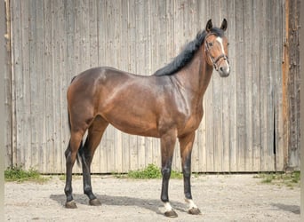 Hanovrien, Jument, 4 Ans, 170 cm, Bai