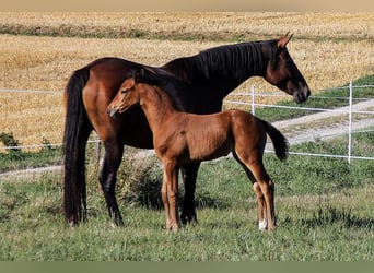 Hanovrien, Jument, 4 Ans, 170 cm, Bai