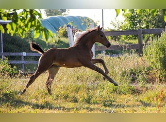 Hanovrien, Jument, 4 Ans, 170 cm, Bai