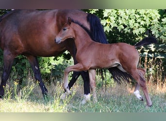 Hanovrien, Jument, 4 Ans, 170 cm, Bai
