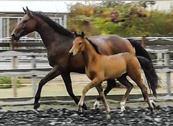 Hanovrien, Jument, 4 Ans, 170 cm, Bai