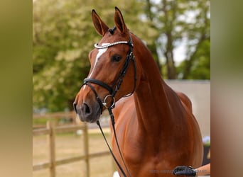 Hanovrien, Jument, 4 Ans, 170 cm, Bai