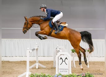 Hanovrien, Jument, 4 Ans, 170 cm, Bai