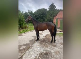 Hanovrien, Jument, 4 Ans, 170 cm, Bai