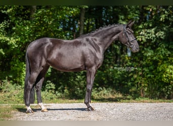Hanovrien, Jument, 4 Ans, 170 cm, Noir