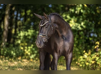 Hanovrien, Jument, 4 Ans, 170 cm, Noir