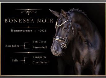 Hanovrien, Jument, 4 Ans, 170 cm, Noir