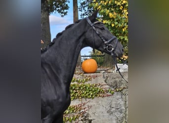 Hanovrien, Jument, 4 Ans, 170 cm, Noir