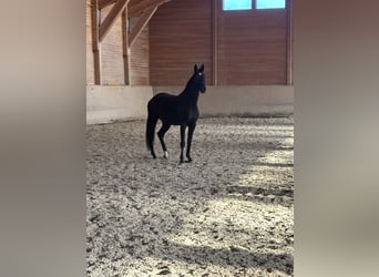 Hanovrien, Jument, 4 Ans, 170 cm, Noir