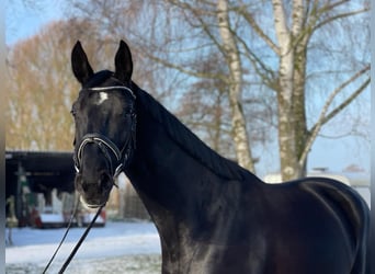 Hanovrien, Jument, 4 Ans, 170 cm, Noir