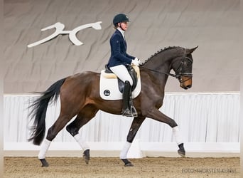 Hanovrien, Jument, 4 Ans, 171 cm, Bai brun foncé