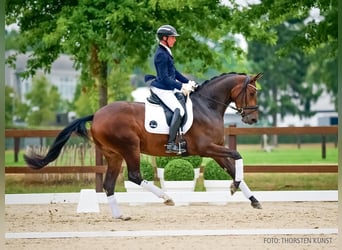 Hanovrien, Jument, 4 Ans, 171 cm, Bai