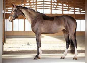 Hanovrien, Jument, 4 Ans, 171 cm, Bai clair