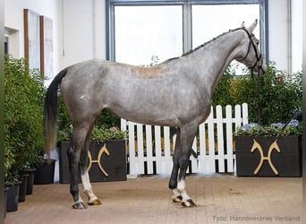 Hanovrien, Jument, 4 Ans, 171 cm, Gris