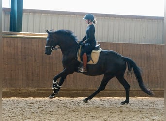 Hanovrien, Jument, 4 Ans, 171 cm, Noir