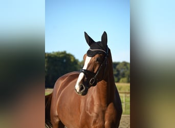Hanovrien, Jument, 4 Ans, 172 cm, Alezan brûlé