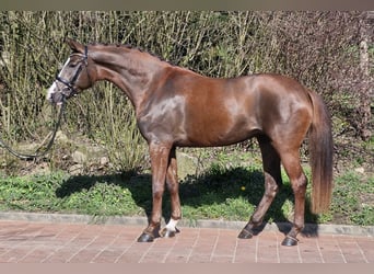 Hanovrien, Jument, 4 Ans, 172 cm, Alezan brûlé