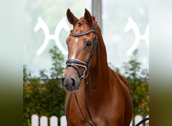 Hanovrien, Jument, 4 Ans, 172 cm, Alezan brûlé