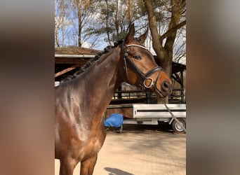 Hanovrien, Jument, 4 Ans, 172 cm, Bai brun