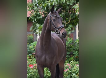Hanovrien, Jument, 4 Ans, 172 cm, Bai brun