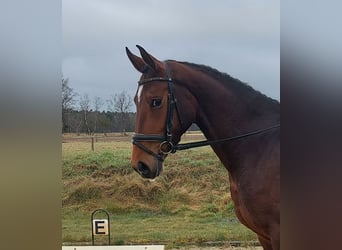 Hanovrien, Jument, 4 Ans, 172 cm, Bai brun