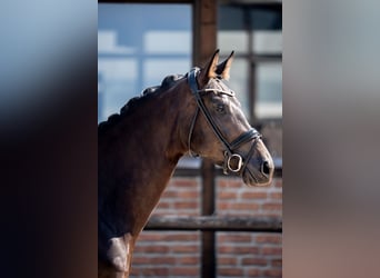 Hanovrien, Jument, 4 Ans, 172 cm, Bai brun foncé