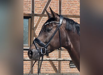 Hanovrien, Jument, 4 Ans, 172 cm, Bai brun foncé