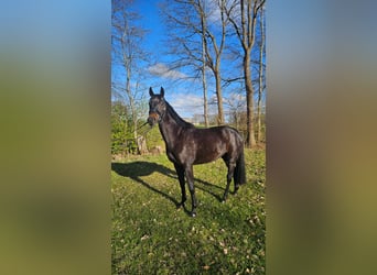 Hanovrien, Jument, 4 Ans, 172 cm, Bai brun foncé