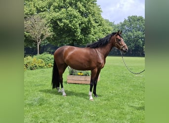Hanovrien, Jument, 4 Ans, 172 cm, Bai