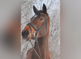 Hanovrien, Jument, 4 Ans, 172 cm, Bai
